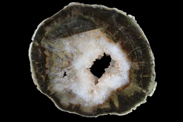 Crystal Filled Petrified Wood (Woodworthia) Round - Zimbabwe #167907